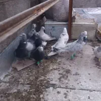 کبوتر گرفتنی