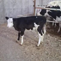 گاو شیری|حیوانات مزرعه|بجنورد, |دیوار