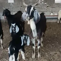 بز دوقول زا