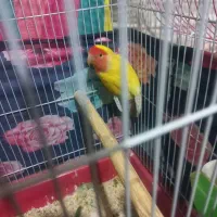 طوطی برزیلی