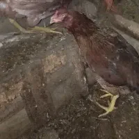 مرغ های لاری کوت