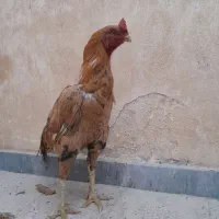خروس لاری اصیل