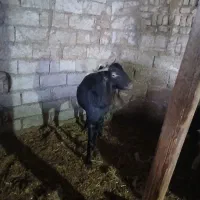 بز برای فروش گوسفند|حیوانات مزرعه|سوسنگرد, |دیوار