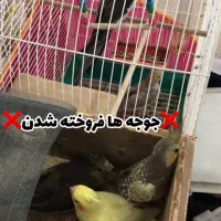 عروس هلندی جفت(نر و ماده)|پرنده|رشت, فخب|دیوار