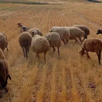 12راس گوسفند مالچه جوان همه شیره دارن باب داشت