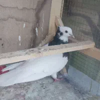 یک عدد ماده