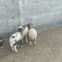 5بره تالشی و 2ماده یکساله برای سر زدن