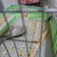 عروس هلندی معاوضه با خروس