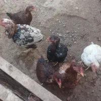 مرغ خروس و مرغ و خروس شاخ دار