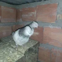 یک جفت کله الماسی|پرنده|زرند, |دیوار