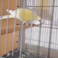 فروشی|پرنده|پیشوا, |دیوار