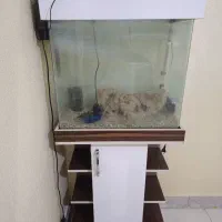 آکواریوم در حد نو