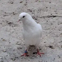 خورموج  کبوتر  ماده  رفته