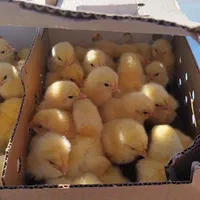 جوجه گوشتی راس 308|حیوانات مزرعه|گرگان, |دیوار