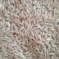 جو محلی شونه