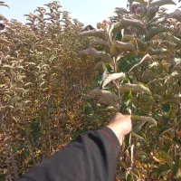 نهالکده بادام و میوه|خدمات باغبانی و درختکاری|سمیرم, |دیوار