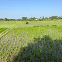 برنجکاری ۳۵۰۰ متر سنتی  چسبیده به مسکونی رشت سنگر|فروش زمین و ملک کلنگی|کوچصفهان, |دیوار