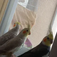 ۳ تا عروس هلندی