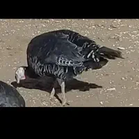 بوقلمون ماده تخمگذار