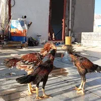 خروس لاری اصیل