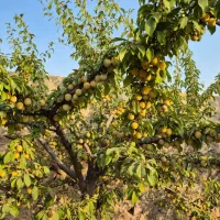 570 متر باغ میوه فشند ،درختان مثمر، آلاچیق