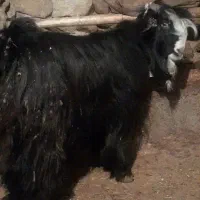 دوبرو دوسال درجه یک به شرط جلو زدن