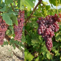 نهال تاکستان|گل و گیاه طبیعی|تاکستان, |دیوار