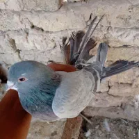 دمگیروتهرونی|پرنده|اصفهان, شاه پسند|دیوار