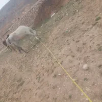 سیلمی ۵ نشان