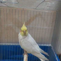 فروش عروس هلندی