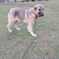 فروش|سگ|شاندرمن, |دیوار