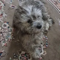 فروش سگ خانگی