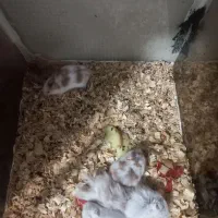 همستر نر و ماده با بچه|موش و خرگوش|آستانه اشرفیه, |دیوار