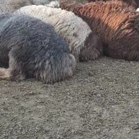 حیوان بره چاق تخت