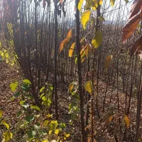 نهـالستان،نهـال فروشی،نهال صنوبر|خدمات باغبانی و درختکاری|دیواندره, |دیوار