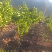 باغ ۱۰۰۰ متری در روستای سفتجان فریدن