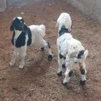 بره شیری  میش بره  بز بره میش دقلو گاو