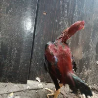 خروس لل زات خوب