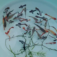 گوپی خاص کلکسیونی