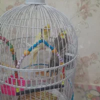 عروس هلندی