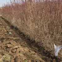 فروش نهال بادام پربازده با لیبل جهاد کشاورزی|خدمات باغبانی و درختکاری|بیرجند, |دیوار