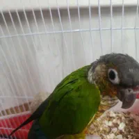 گیرینچیک|پرنده|کاشان, قطب راوندی|دیوار