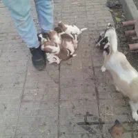 سگ پاکوتا