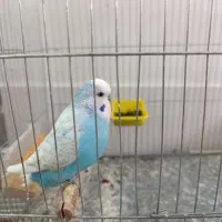 فروش مرغ و عشق و عروس هلندی به صورت یکجا