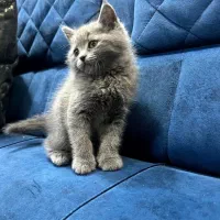 دو گربه بریتیش بلو و مشکی|گربه|اهواز, گلستان|دیوار