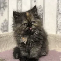 پرشین هیمالین