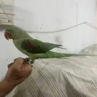 شاه طوطی|پرنده|جهرم, |دیوار