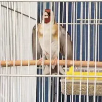 سهره