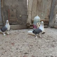 فروش یه جفت دوکت سبز|پرنده|بندر گناوه, |دیوار