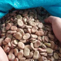 بذر باقلای هفت‌بند سورت‌شده، ضدعفونی‌شده آماده کشت|عمده‌فروشی|نکا, |دیوار